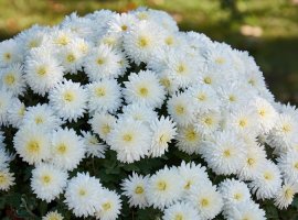 Chrysanthemum - Chrysanthemum indicum