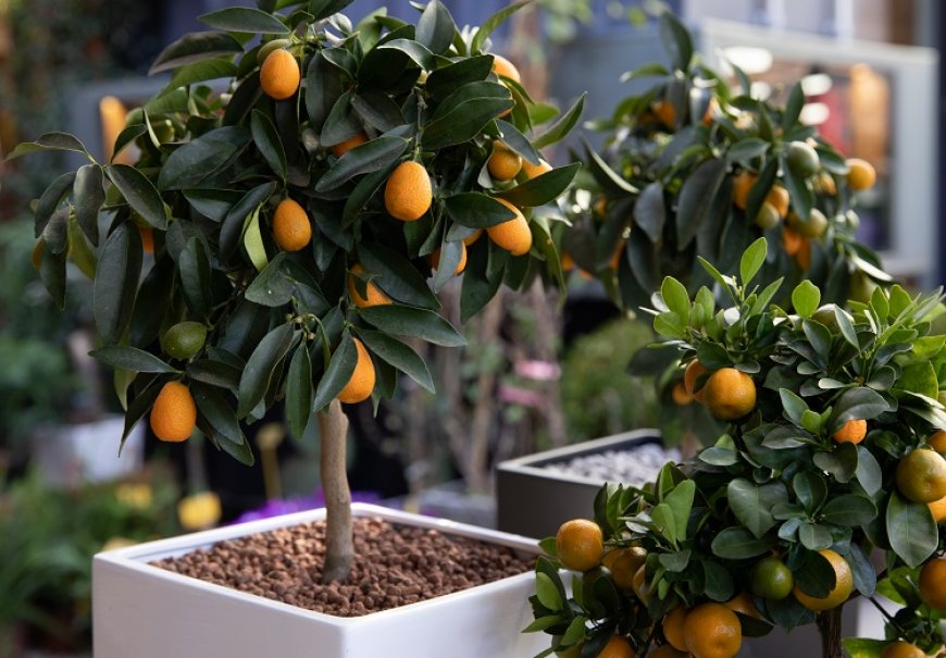 Kumquat - Fortunella margarita