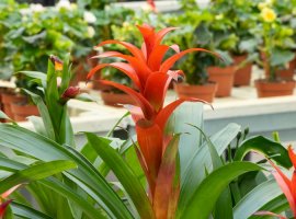 Scarlet Star - Guzmania lingulata 