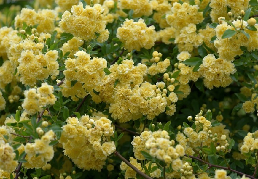 Lady Banks Rose - Rosa banksiae Lutea