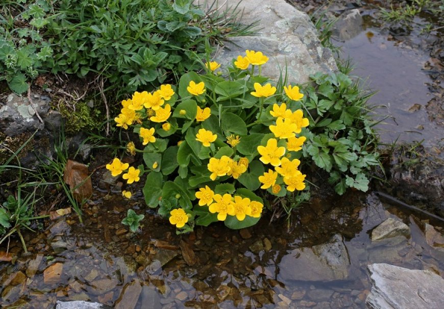 Kingcup - Caltha palustris