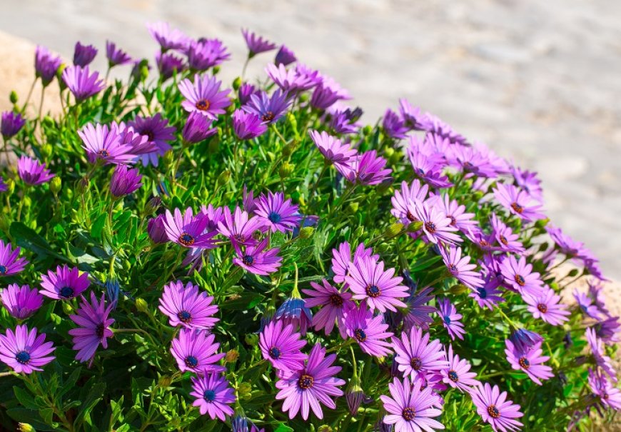 Osteospermum - Osteospermum sp.