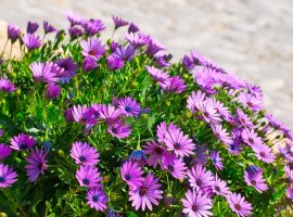African Daisy - Osteospermum sp.
