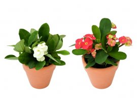 Christ Plant - Euphorbia milii