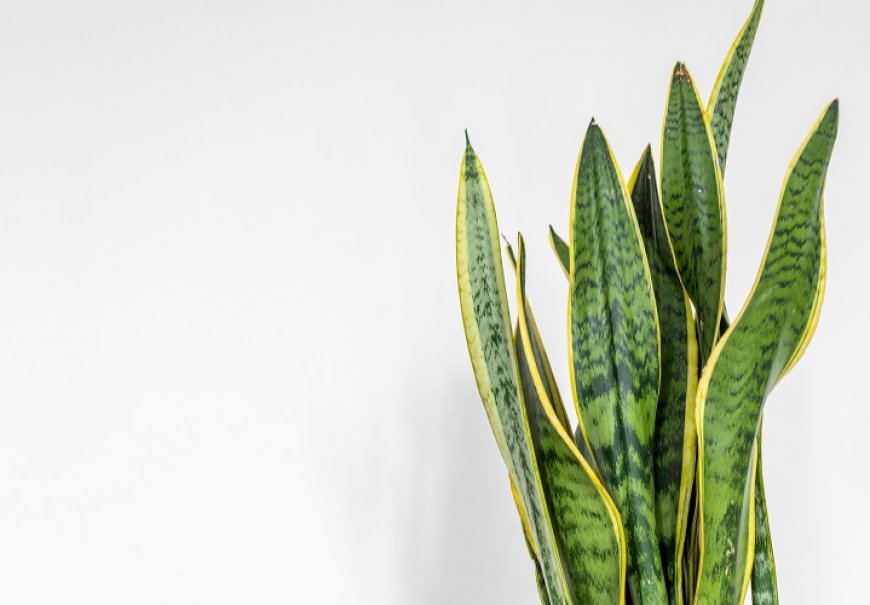 Mother-in-Law’s Tongue - Sanseveria trifasciata