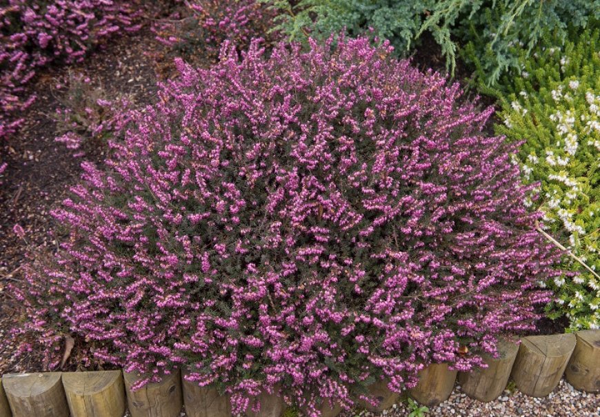 Heath - Erica x darleyensis 