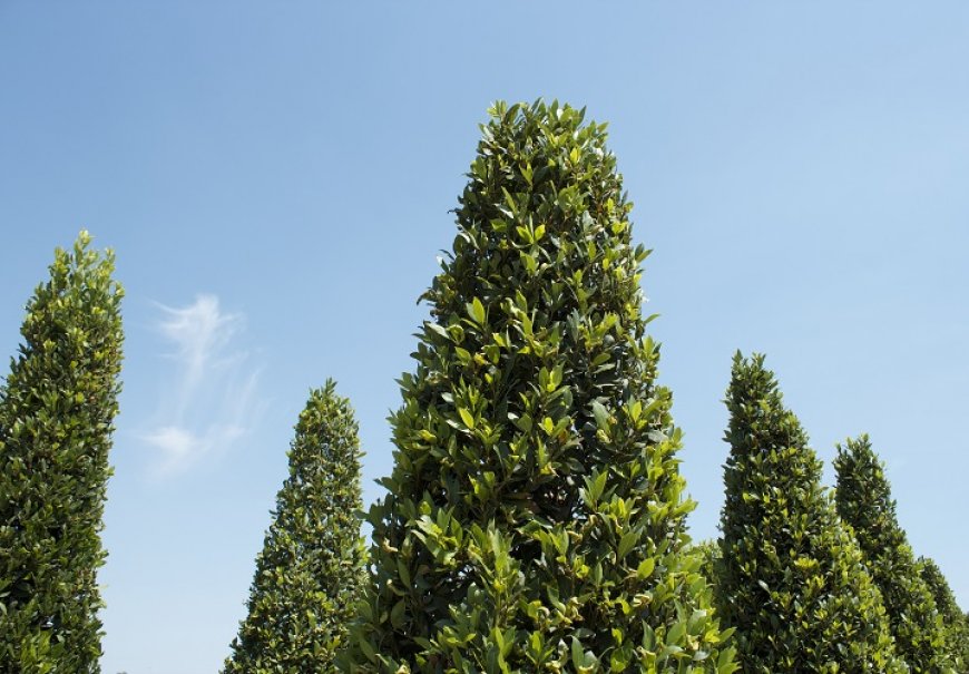 Lovor - Laurus nobilis