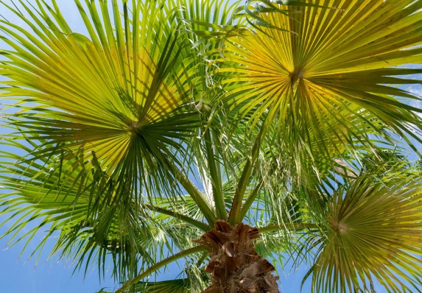 Žumara - Chamaerops humilis