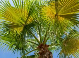 European Fan Palm - Chamaerops humilis