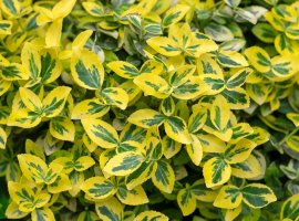 Kurika - Euonymus fortunei