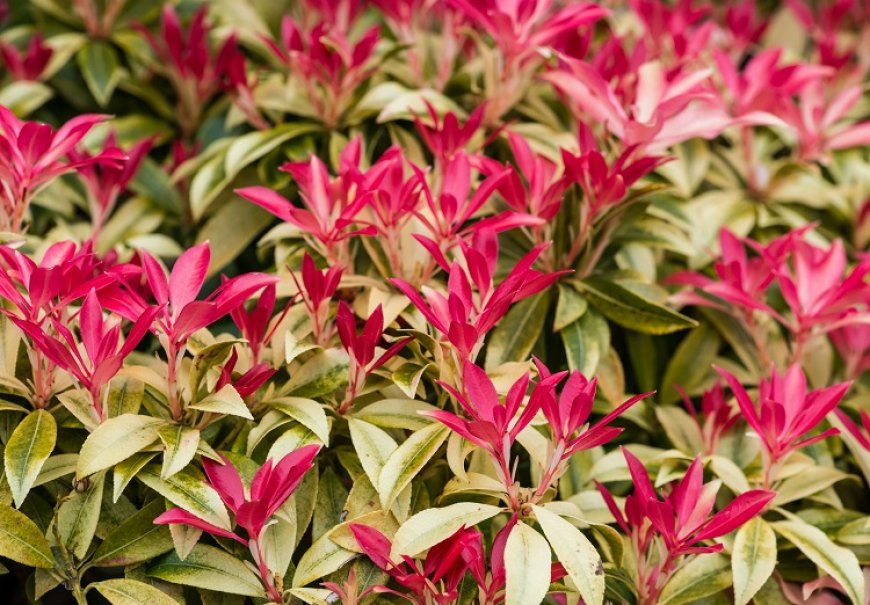 Pjeris - Pieris 'Forest Flame'