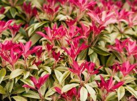 Pieris - Pieris 'Forest Flame'