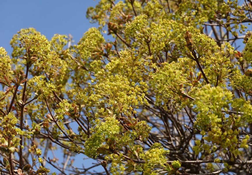Norway Maple - Acer platanoides 'Globosum'