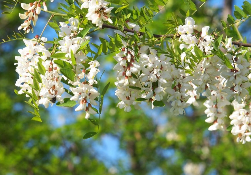 Black Locust - Robinia pseudoacacia 