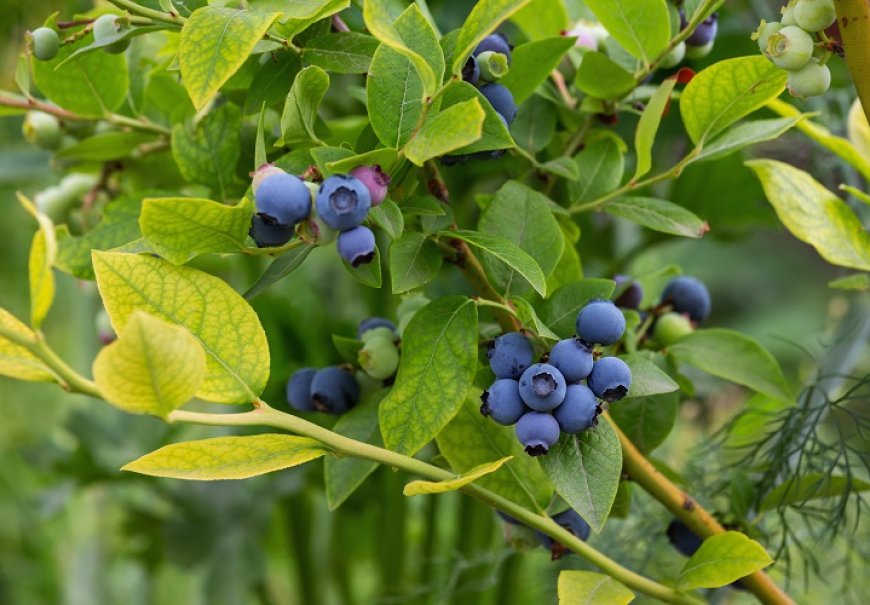 Blueberry - Vaccinum myrtilus