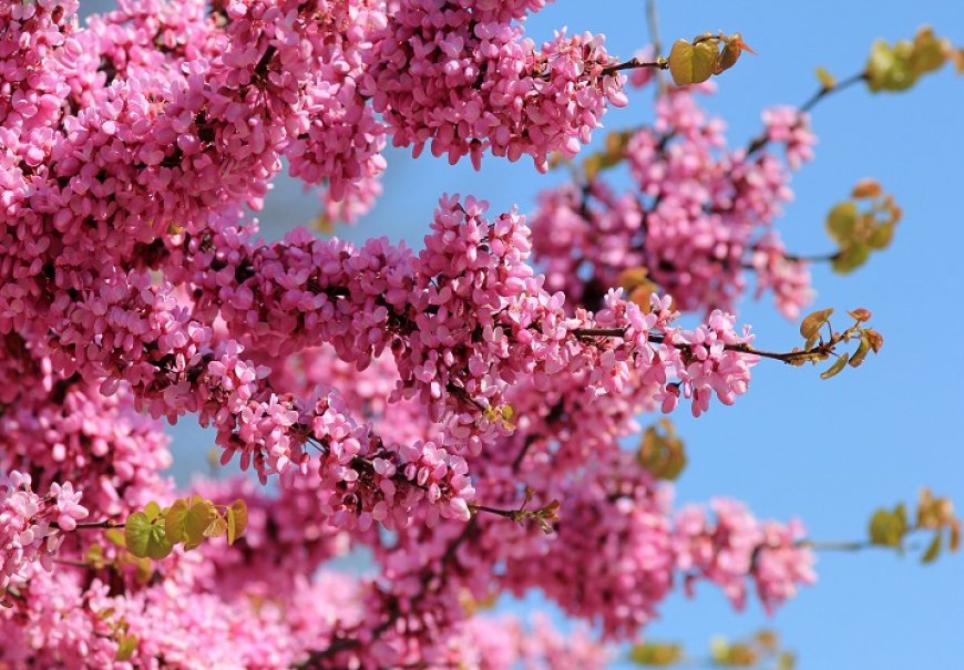 Judas Tree - Cercis siliquastrum