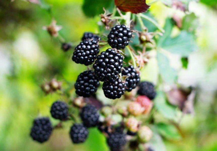 Blackberry - Rubus fruticosus