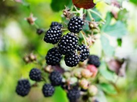 Blackberry - Rubus fruticosus