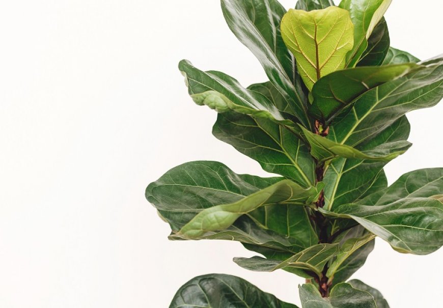 Fiddle Leaf Fig - Ficus lyrata 