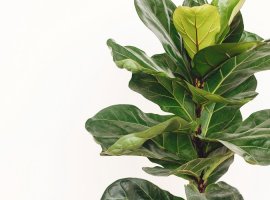 Fiddle Leaf Fig - Ficus lyrata 