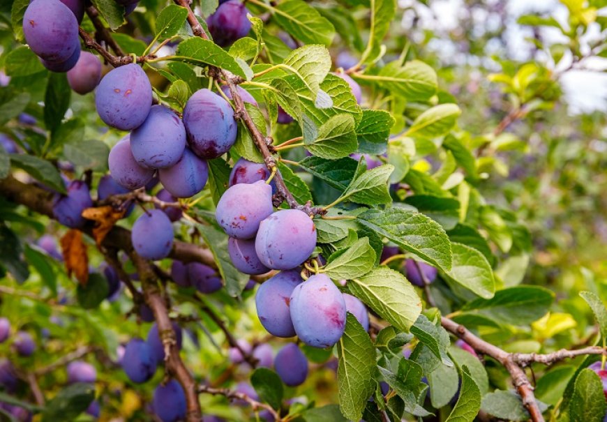 Plum - Prunus domestica