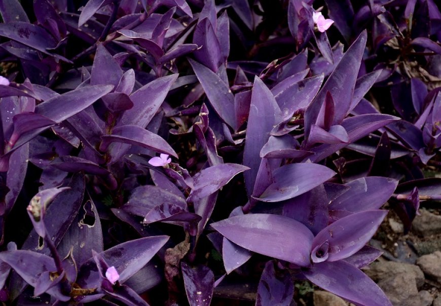 Wandering Jew - Tradescantia pallida