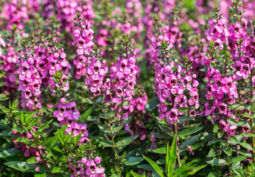 Angelonia - Angelonia gardneri