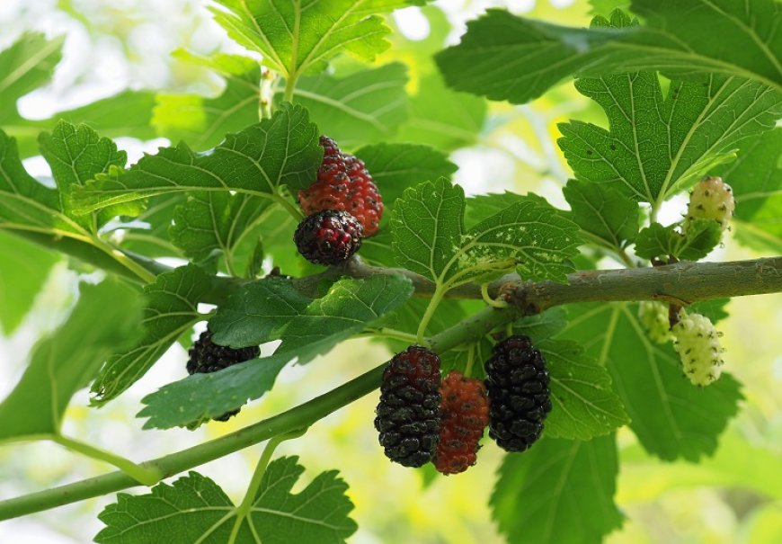 Mulberry - Morus alba