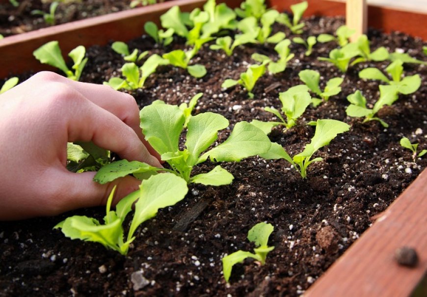Vegetable seedlings