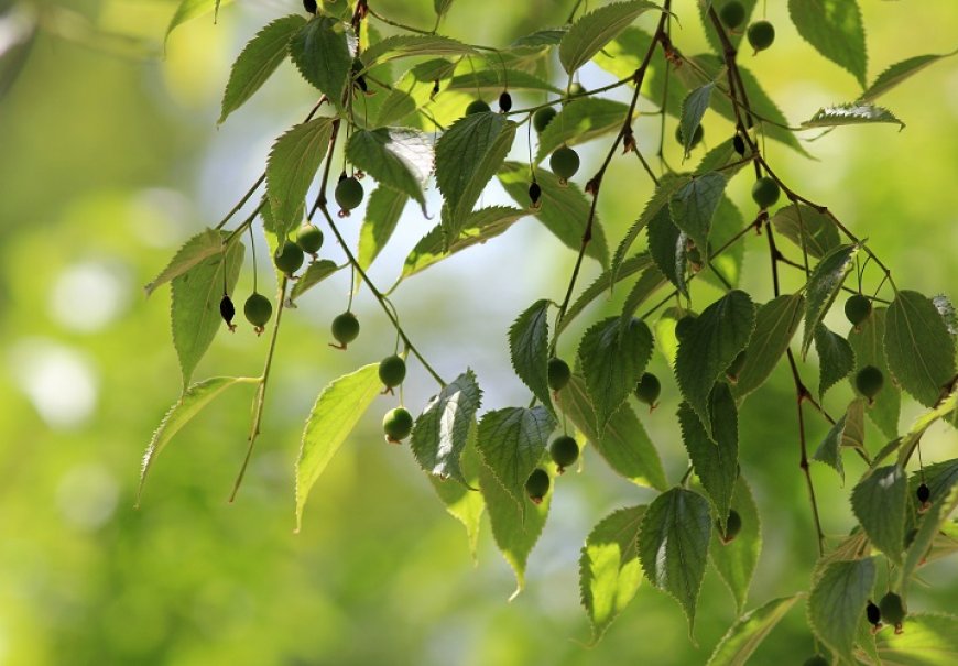 European Nettle Tree - Celtis australis