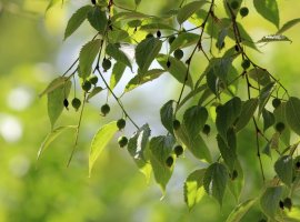 European Nettle Tree - Celtis australis