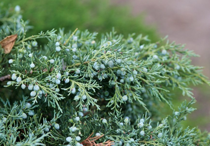 Eastern Juniper - Juniperus virginiana 'Skyrocket'