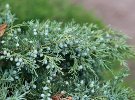 Eastern Juniper - Juniperus virginiana 'Skyrocket'
