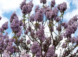 Paulownia - Paulownia imperialis 