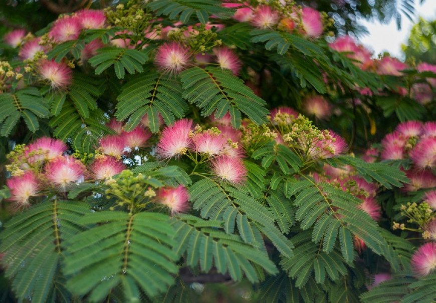 Persian Silk Tree - Albizia julibrissin