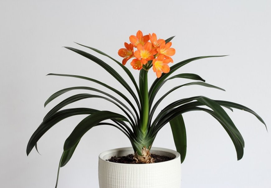 Bush Lily - Clivia miniata