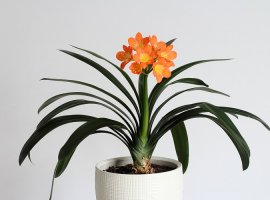 Bush Lily - Clivia miniata