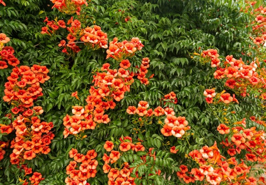 Trumpet Vine - Campsis radicans
