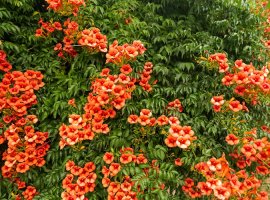 Trumpet Vine - Campsis radicans