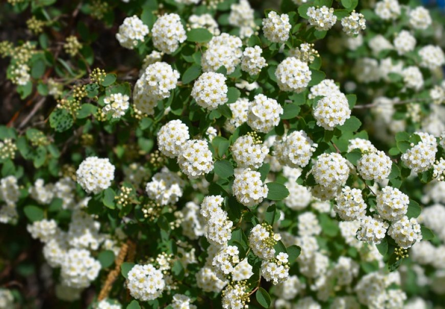 Pink Spirea - Spiraea x vanhouttei