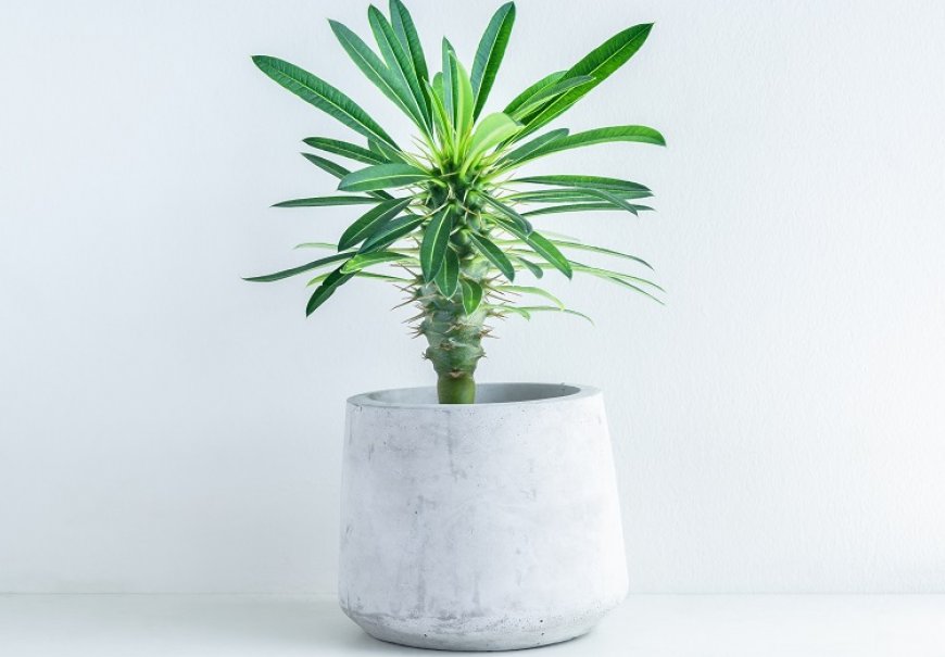 Madagascar Palm - Pachypodium lamerii 