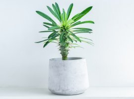 Madagascar Palm - Pachypodium lamerii 