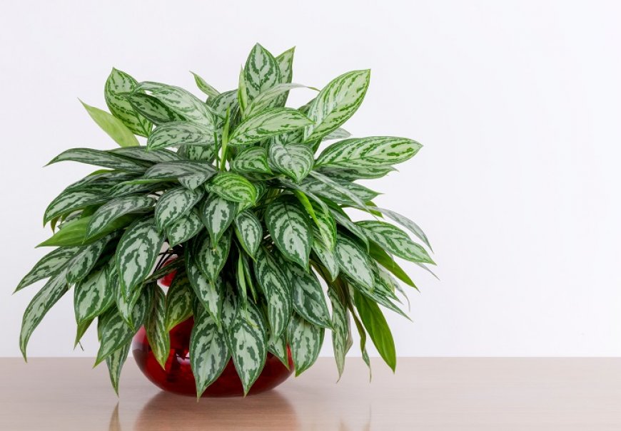 Painted Drop-Tongue - Aglaonema crispum 