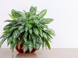 Painted Drop-Tongue - Aglaonema crispum 