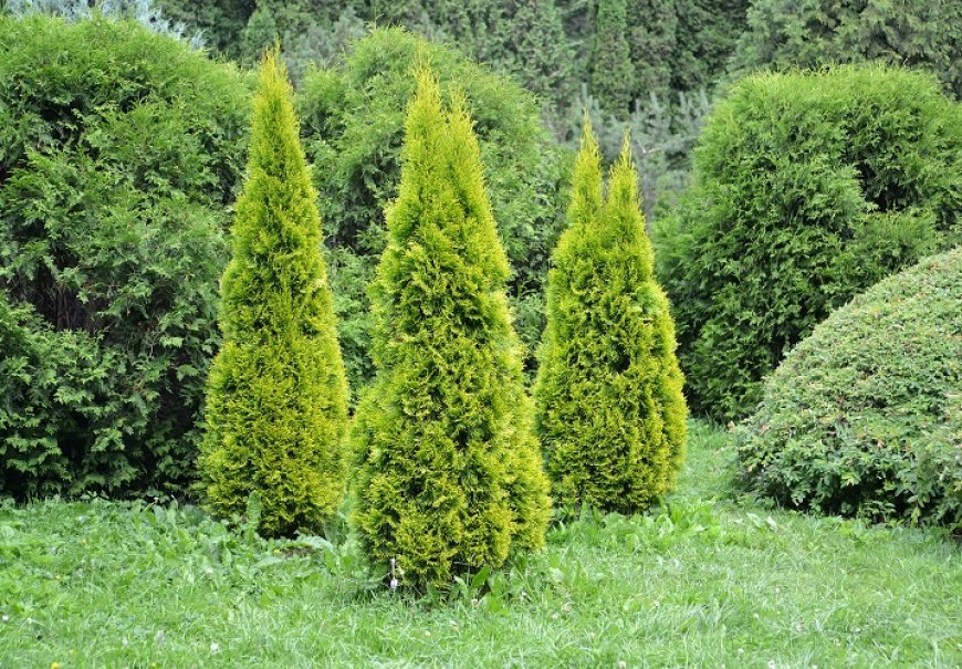 Eastern Arborvitae - Thuja orientalis 'Pyramidalis Aurea'