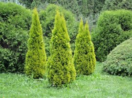 Eastern Arborvitae - Thuja orientalis 'Pyramidalis Aurea'