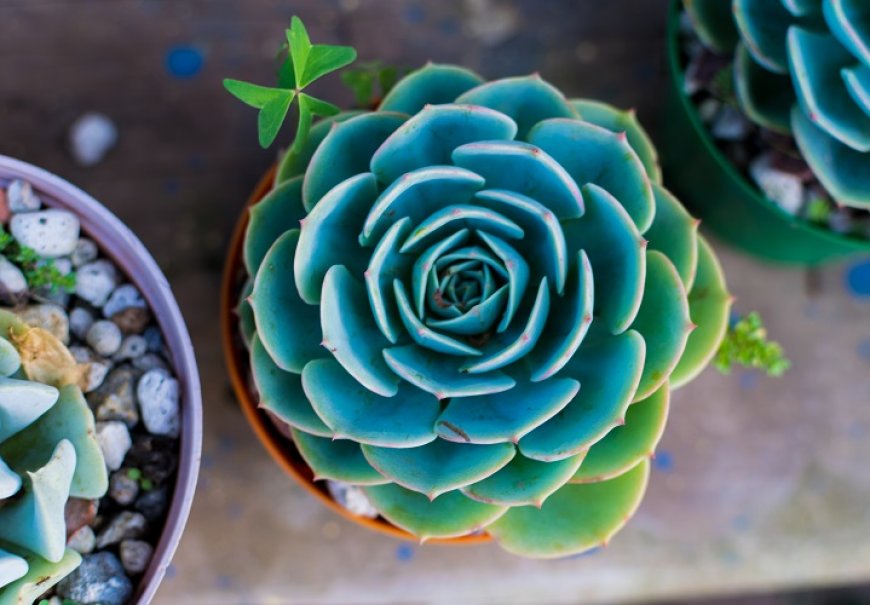 Echeveria - Echeveria secunda