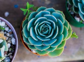 Echeveria - Echeveria secunda