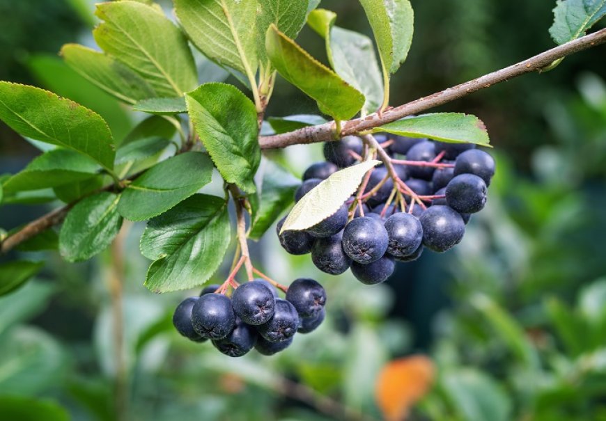 Aronia - Aronia melanocarpa