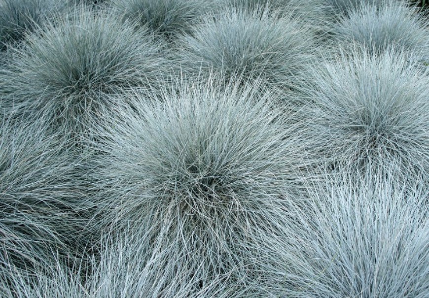 Blue Fescue - Festuca glauca 